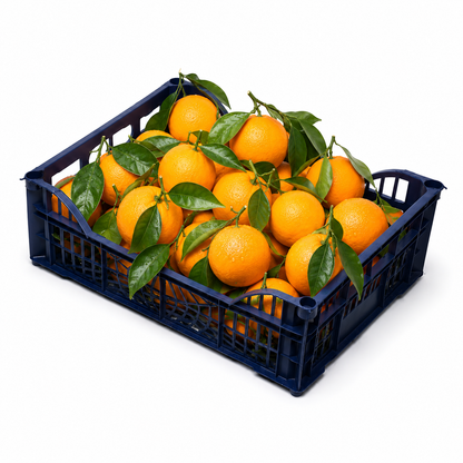 Fresh Mandarine